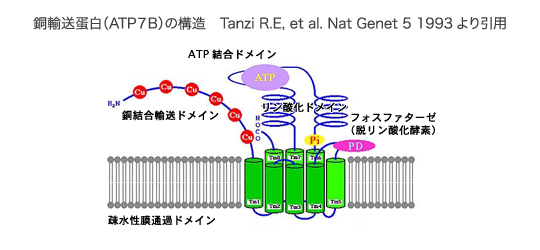銅輸送蛋白（ATP7B）の構造 Tanzi R.E, et al. Nat Genet 5 1993より引用