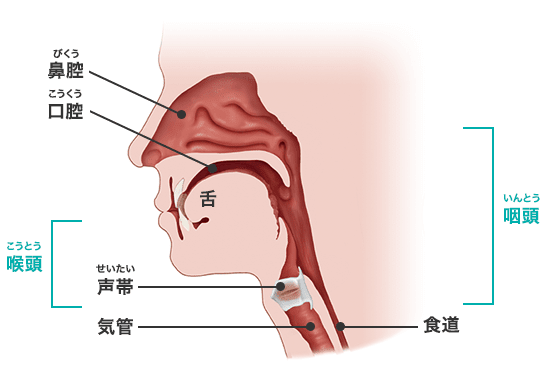 声が出るしくみの図