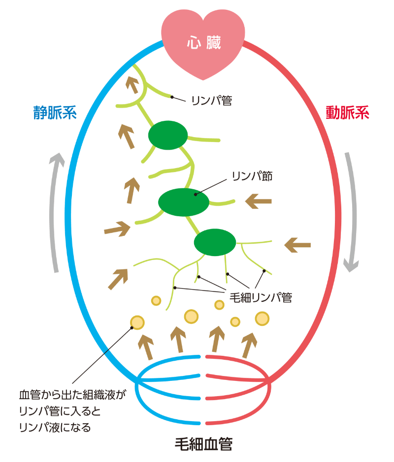 リンパ について 正しい の は どれ か