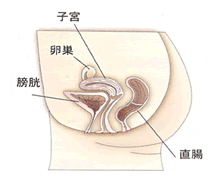 子宮内膜の図解（1）