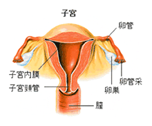 子宮内膜の図解（2）