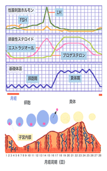 月経周期の図解