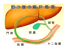 胆汁酸の腸肝循環