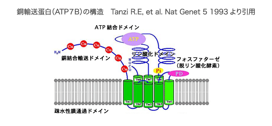 銅輸送蛋白(ATP7B)の構造 Tanzi R.E, et al. Nat Genet 5 1993より引用