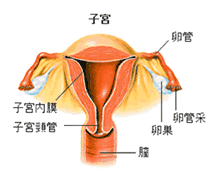 子宮内膜の図解(2)